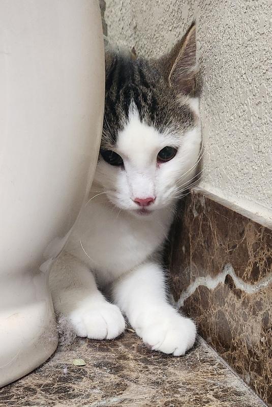 Kenny, a Adoptable mixed breed in Oklahoma City, OK image 4/6