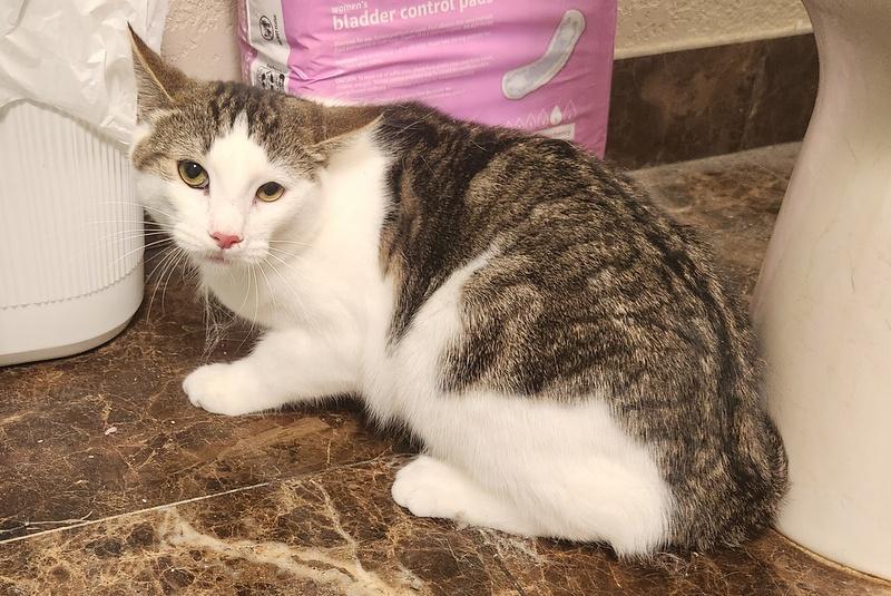 Kenny, a Adoptable mixed breed in Oklahoma City, OK image 5/6