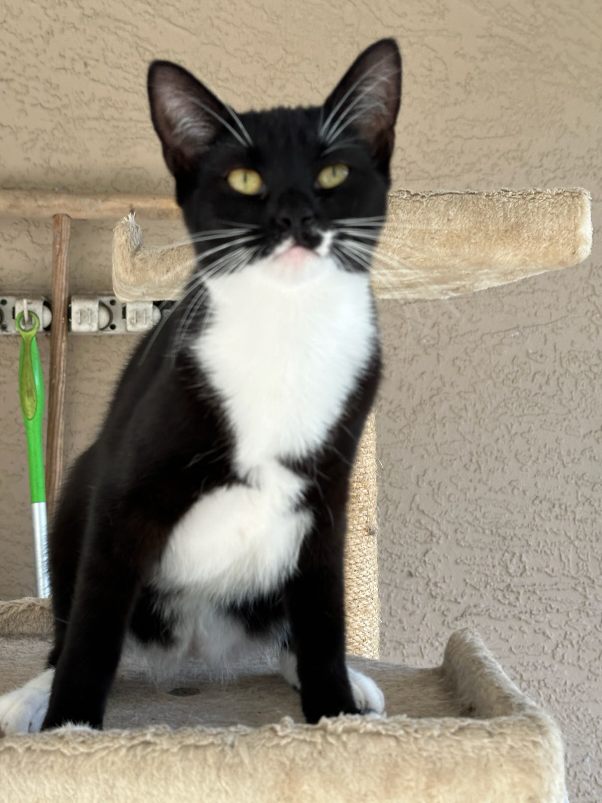 Danielle, Adoptable, Young Female Domestic Short Hair.