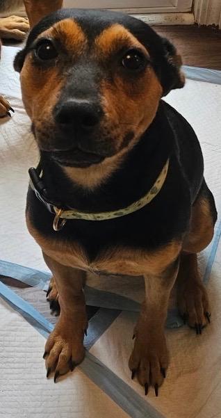 Shiloh, Adoptable, Adult Female Miniature Pinscher & Terrier.