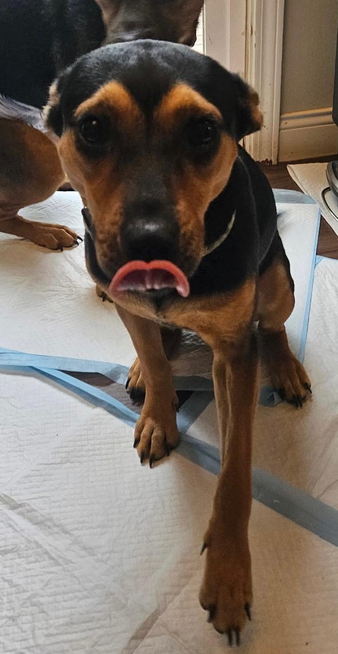 Enlarge Shiloh, a Adoptable mixed breed in Kansas City , MO image 2/3
