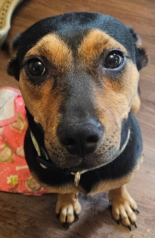 Enlarge Shiloh, a Adoptable mixed breed in Kansas City , MO image 3/3