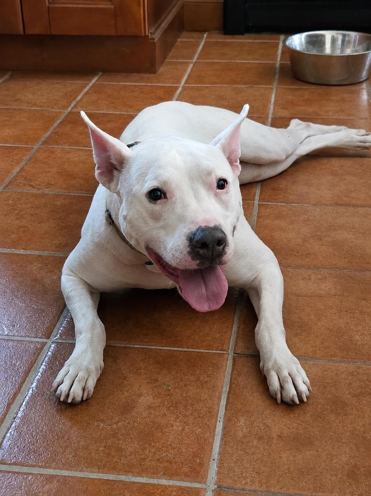 Wanda - LOCAL, Adoptable, Senior Female Pit Bull Terrier.