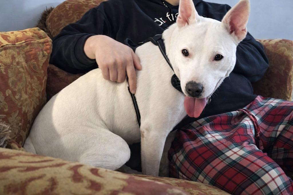 Wanda - LOCAL, a Adoptable mixed breed in Princeton, MA image 2/6