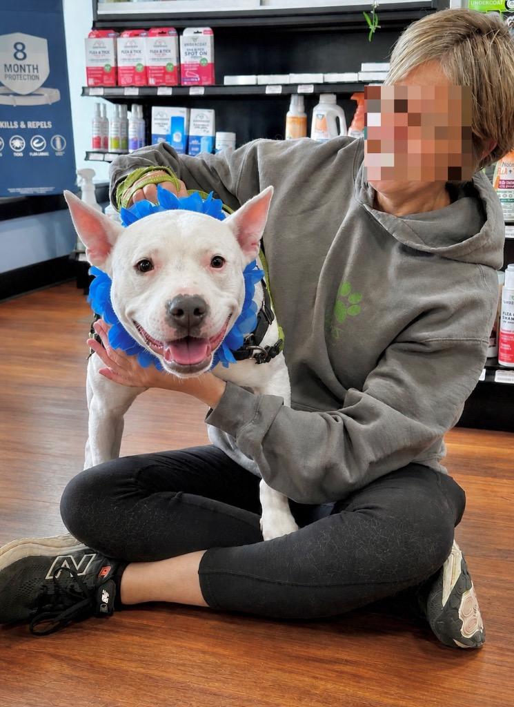 Wanda - LOCAL, a Adoptable mixed breed in Princeton, MA image 3/6