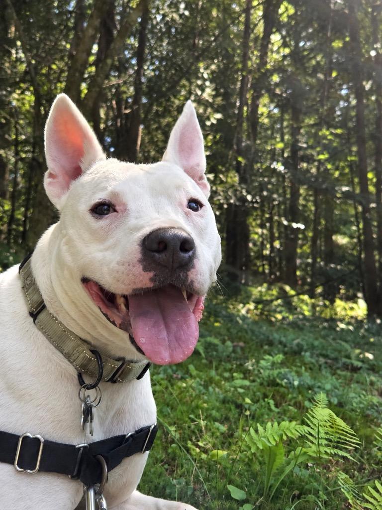 Enlarge Wanda - LOCAL, a Adoptable mixed breed in Princeton, MA image 4/6