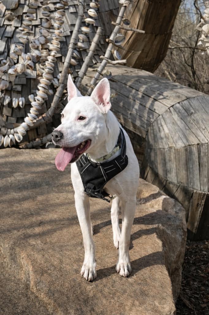 Wanda - LOCAL, a Adoptable mixed breed in Princeton, MA image 5/6