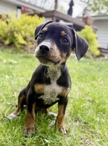 **NADJA**, Adoptable, Puppy Female Terrier.