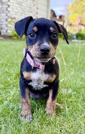 Enlarge **NADJA**, a Adoptable Terrier in North Prairie, WI image 2/3
