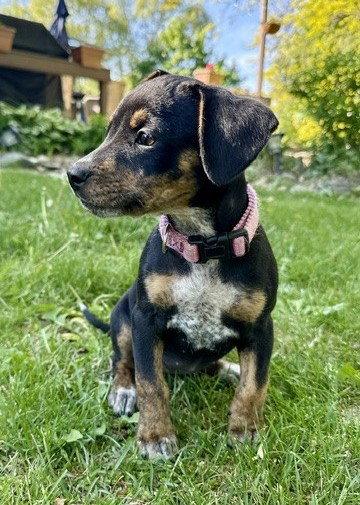 Enlarge **NADJA**, a Adoptable Terrier in North Prairie, WI image 3/3