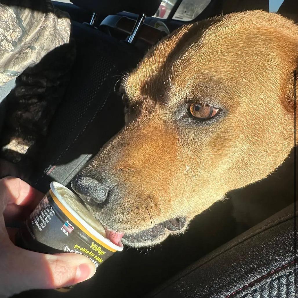 Enlarge Jinx, a Adoptable mixed breed in Branson, MO image 1/6