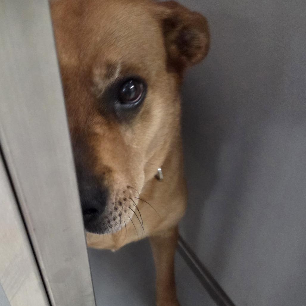 Enlarge Jinx, a Adoptable mixed breed in Branson, MO image 2/6