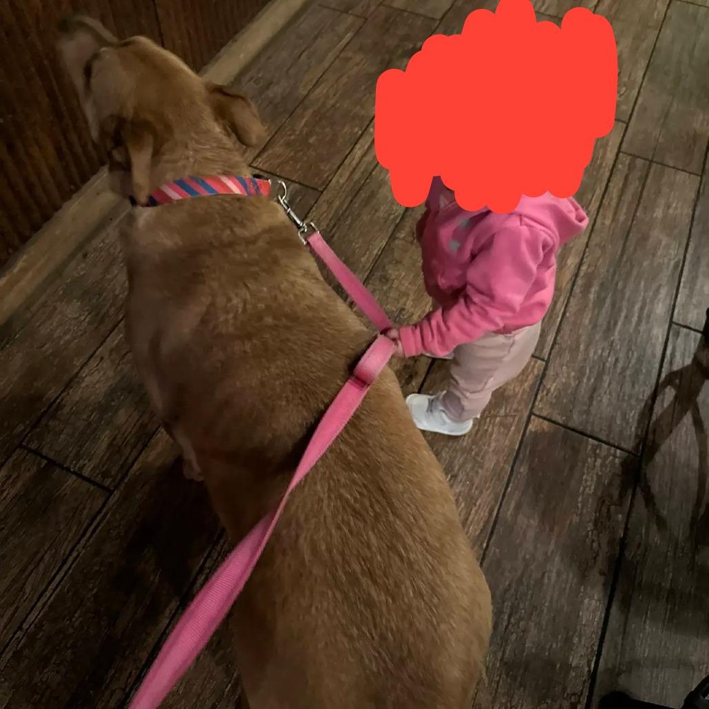 Enlarge Jinx, a Adoptable mixed breed in Branson, MO image 3/6