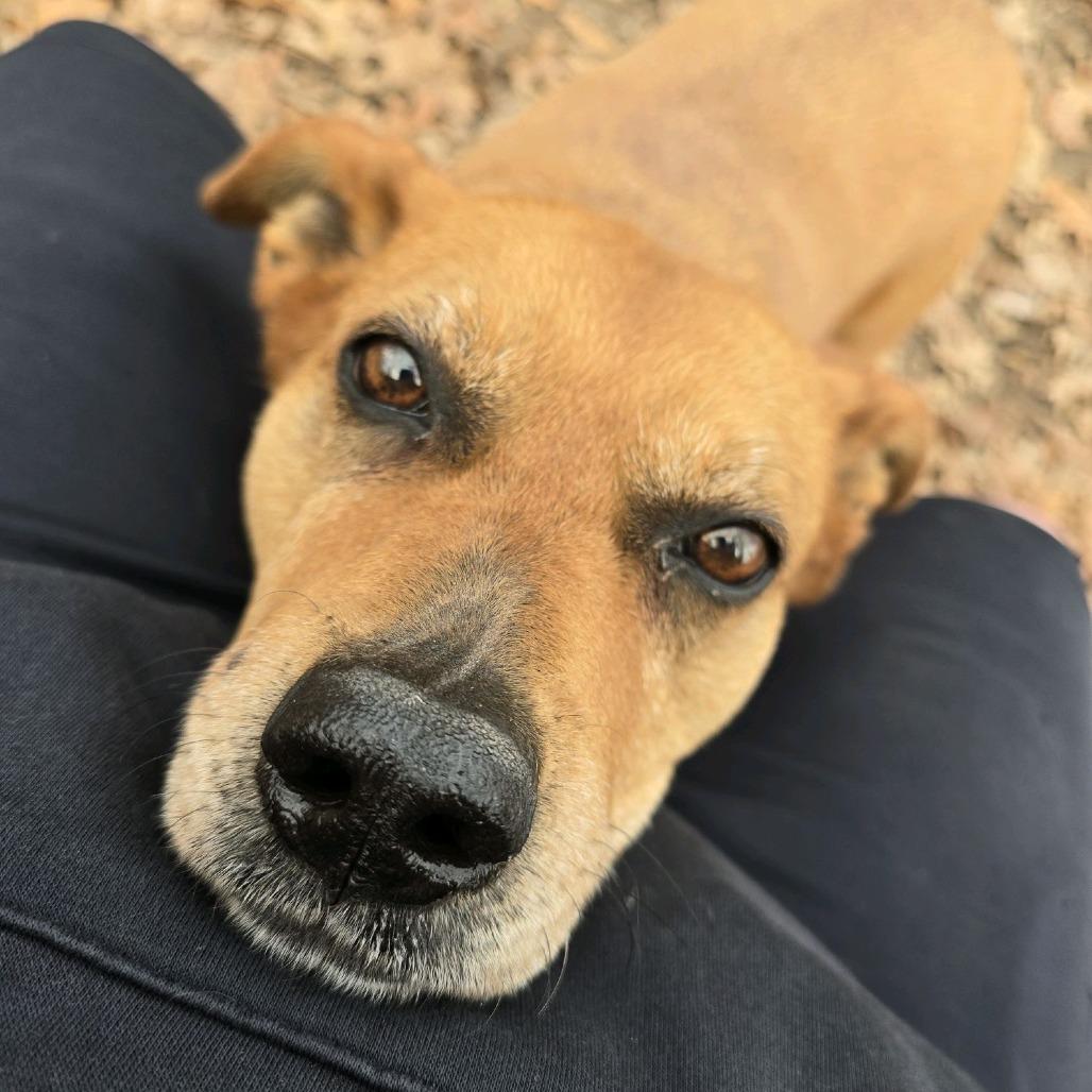 Enlarge Jinx, a Adoptable mixed breed in Branson, MO image 4/6