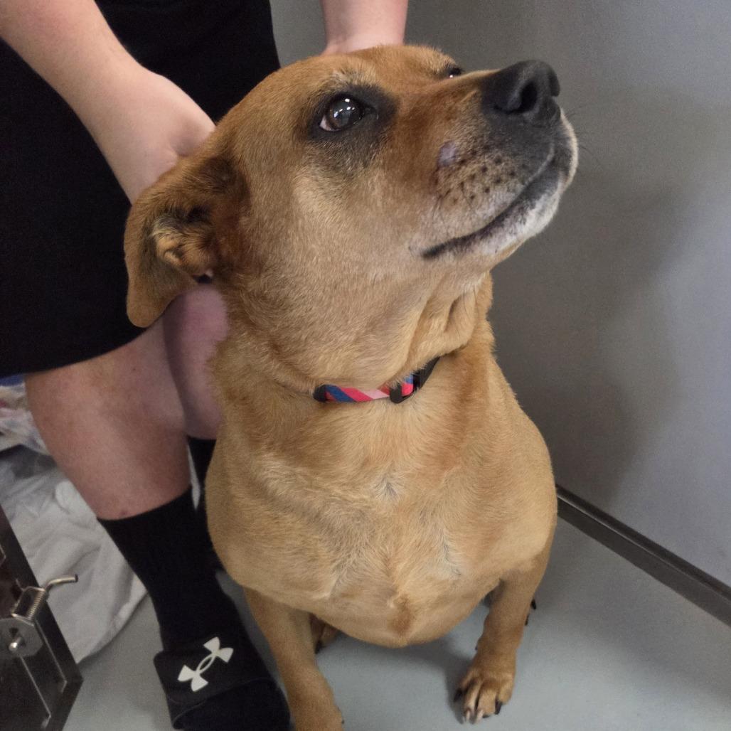 Enlarge Jinx, a Adoptable mixed breed in Branson, MO image 5/6