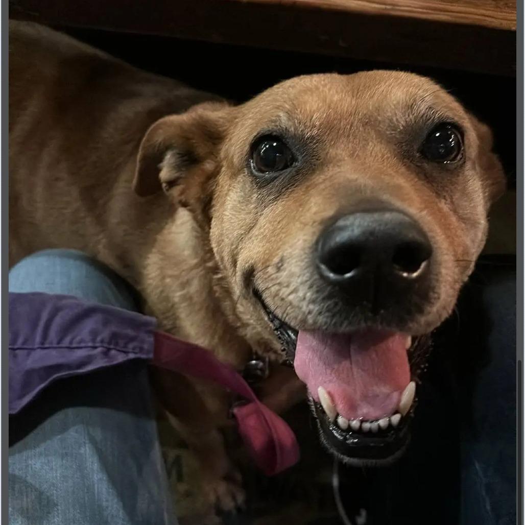 Enlarge Jinx, a Adoptable mixed breed in Branson, MO image 6/6