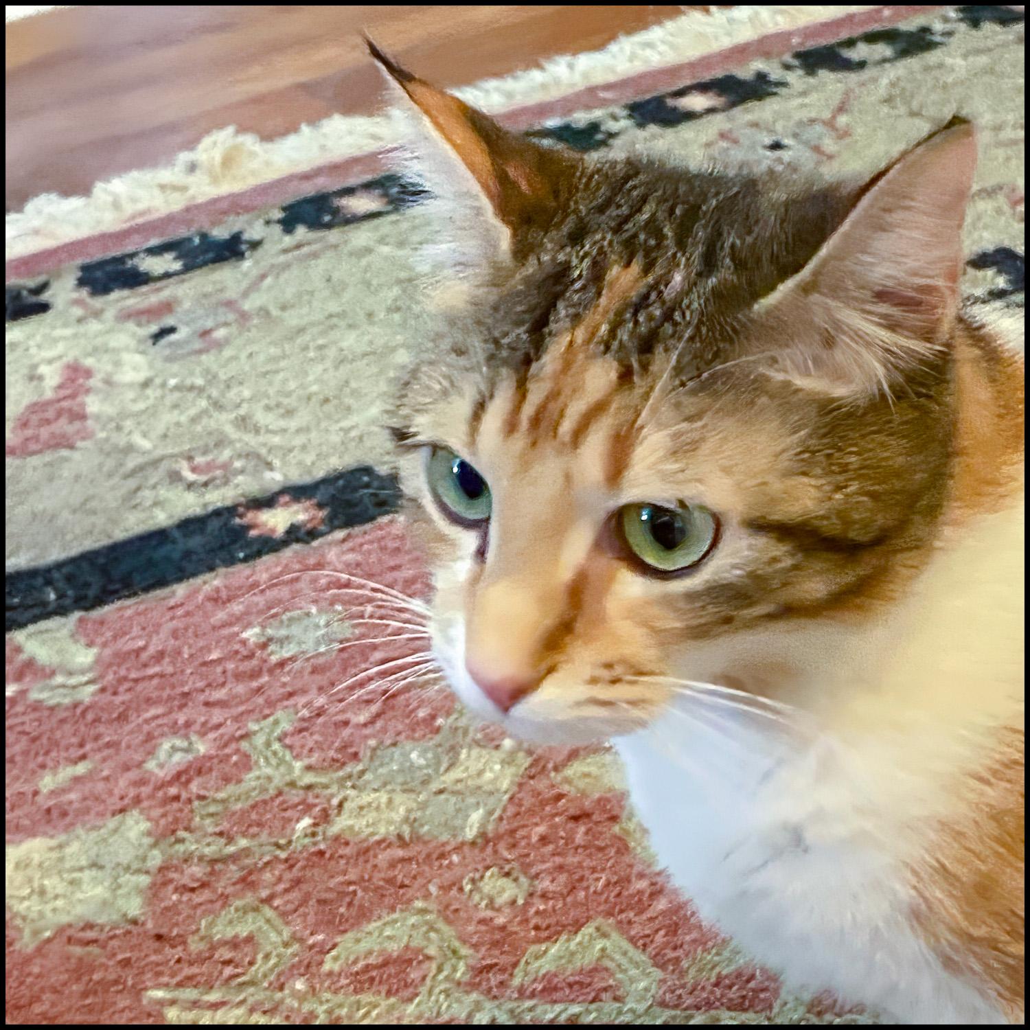 Enlarge Vanessa, a ADOPTABLE mixed breed in Roswell, GA image 3/5