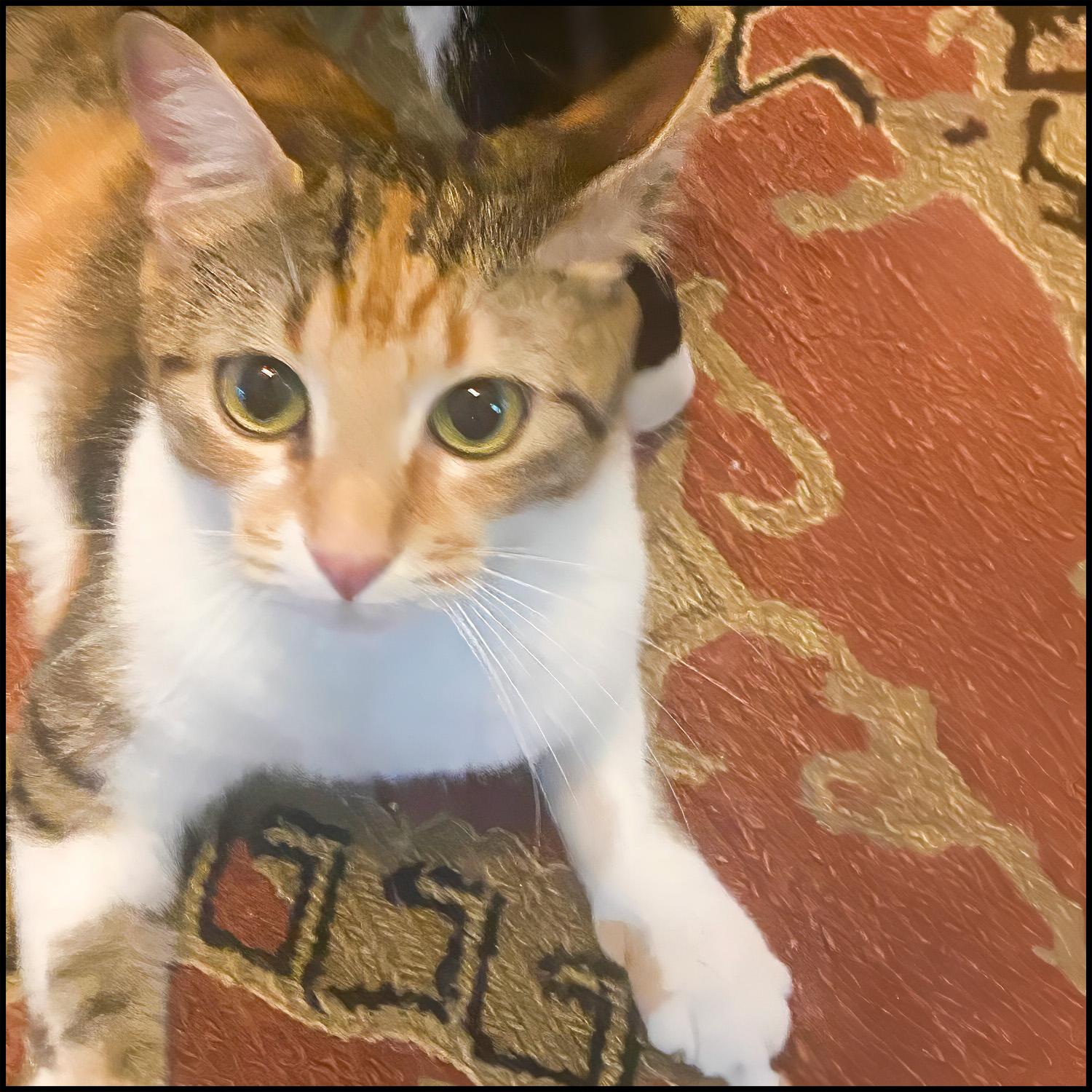 Enlarge Vanessa, a ADOPTABLE mixed breed in Roswell, GA image 5/5