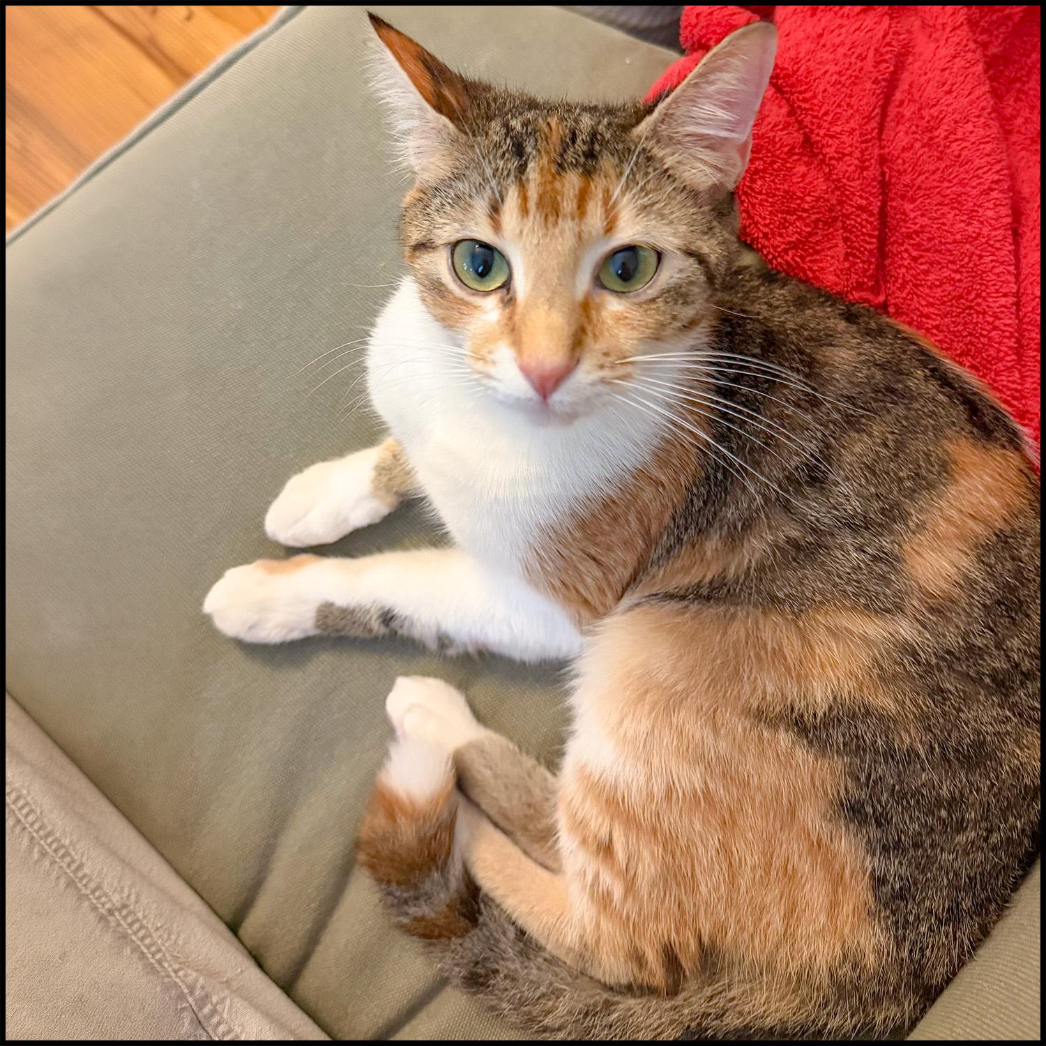 Enlarge Vanessa, a ADOPTABLE mixed breed in Roswell, GA image 4/5