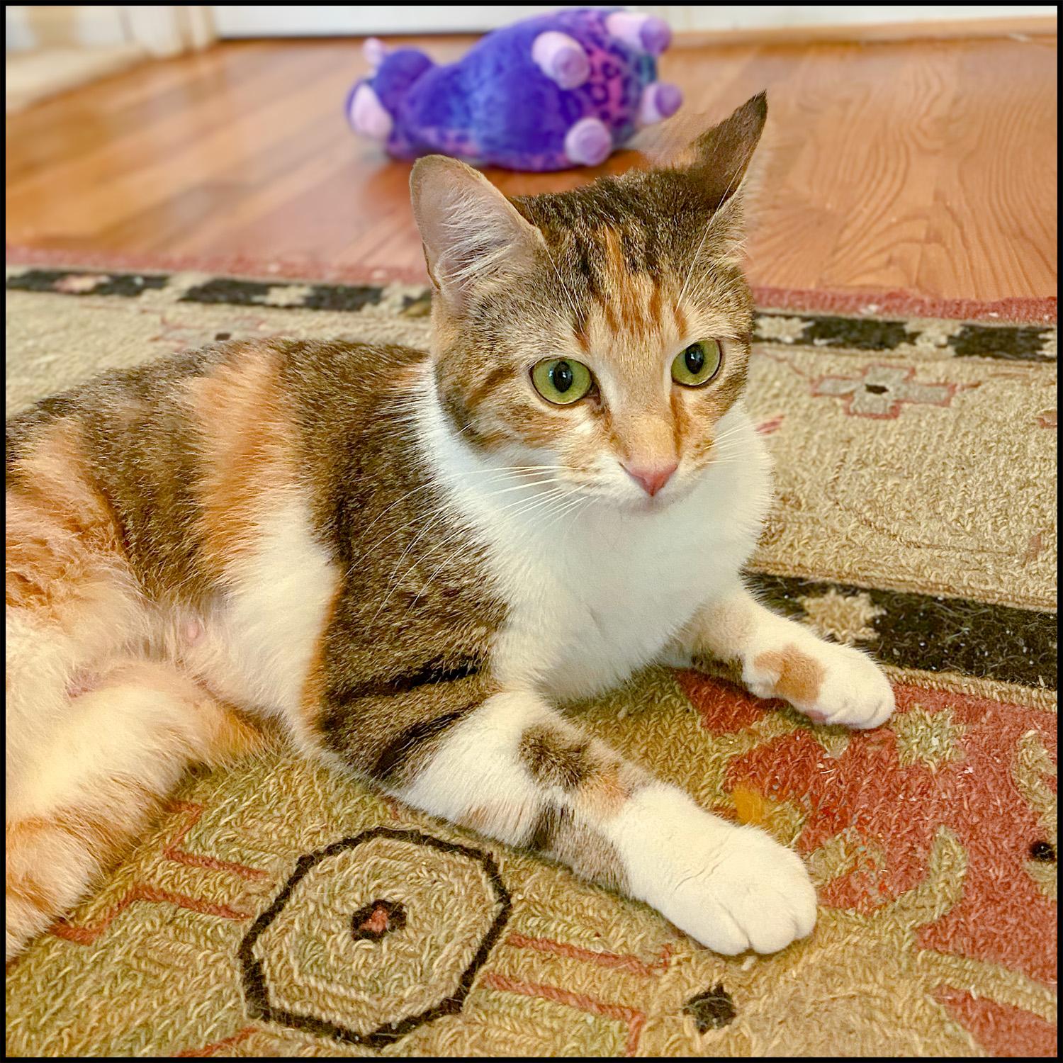 Enlarge Vanessa, a ADOPTABLE mixed breed in Roswell, GA image 1/5