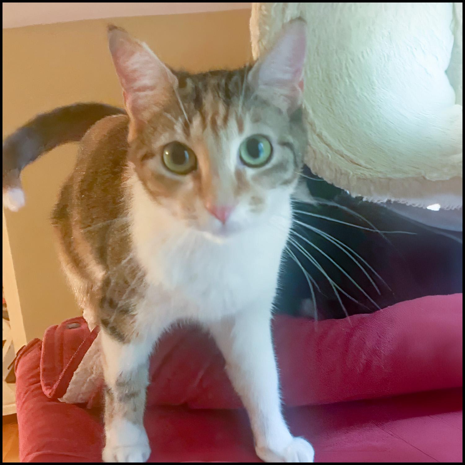 Enlarge Vanessa, a ADOPTABLE mixed breed in Roswell, GA image 2/5