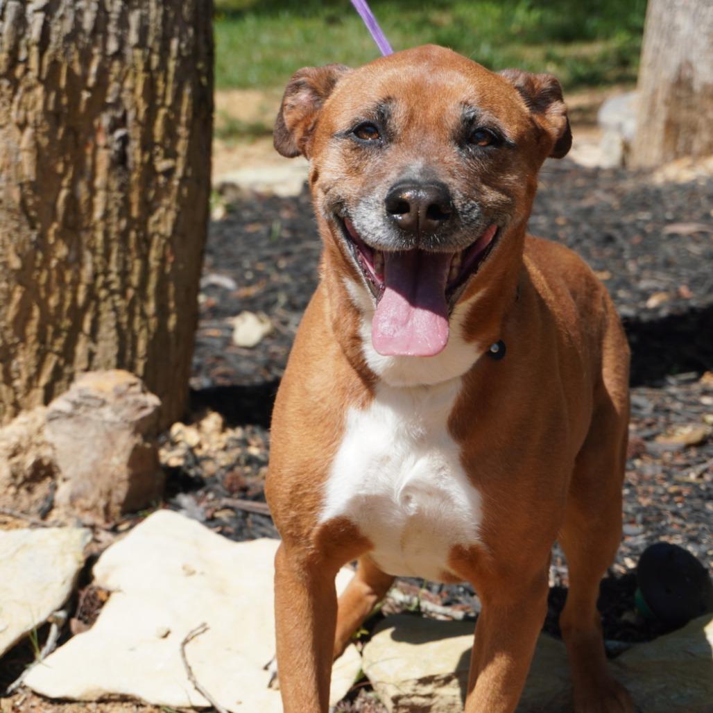 Daisy Mae, a Adoptable mixed breed in Evensville, TN image 1/3
