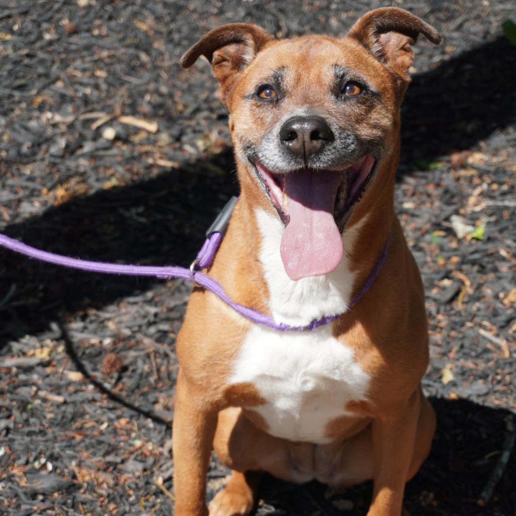 Daisy Mae, a Adoptable mixed breed in Evensville, TN image 2/3