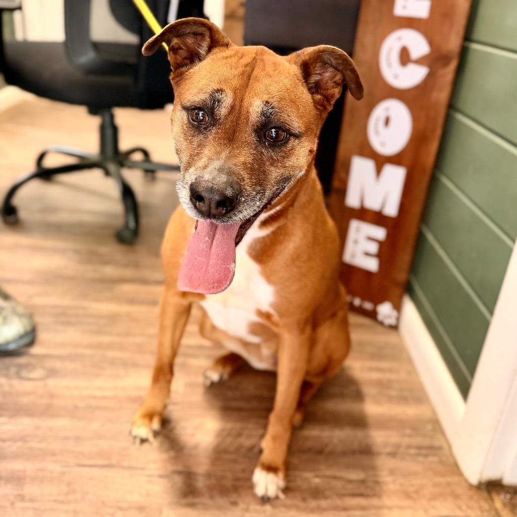 Daisy Mae, a Adoptable mixed breed in Evensville, TN image 3/3