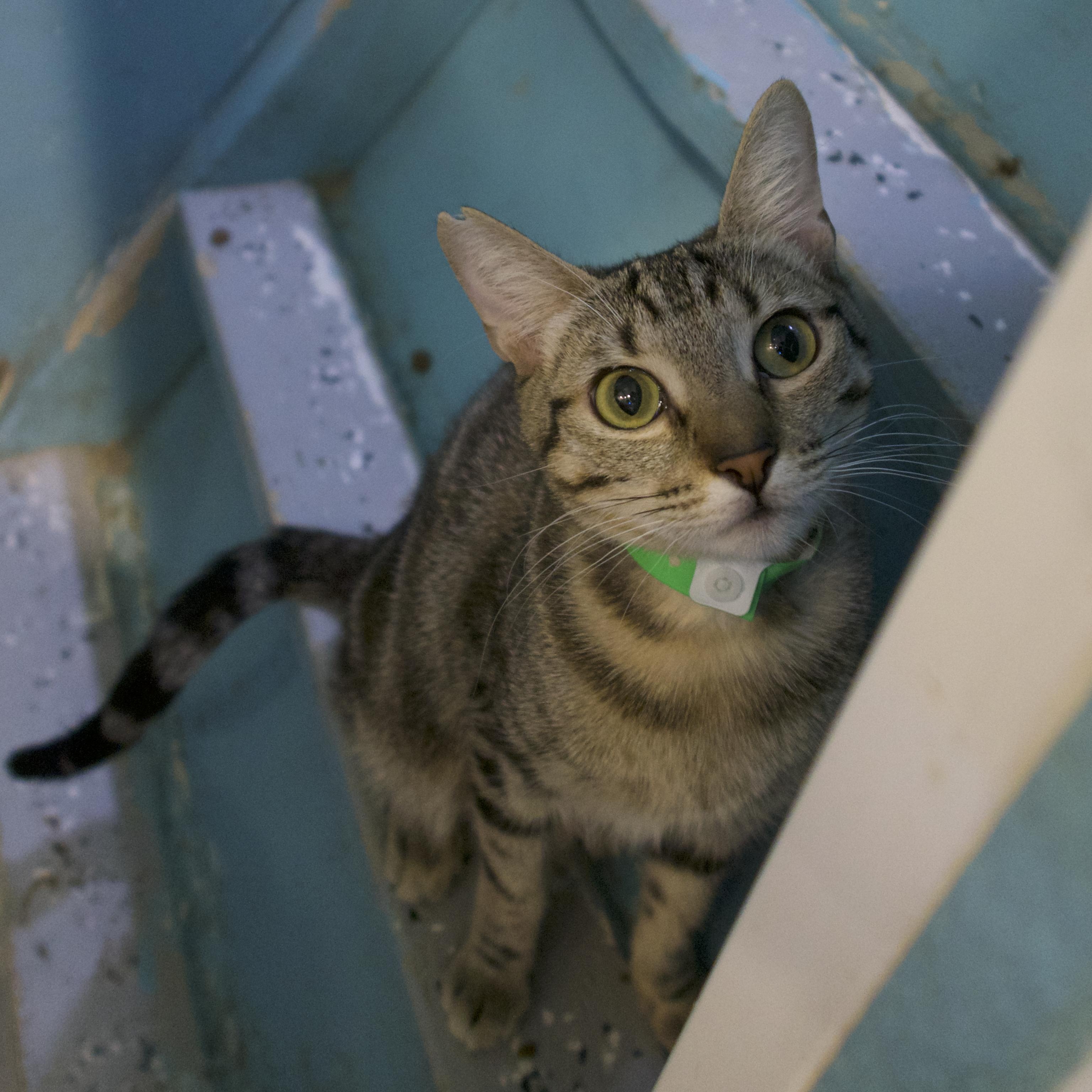 Splash, Young Female Domestic Short Hair