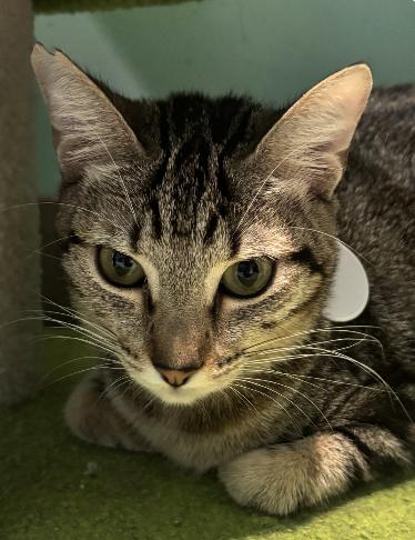 Splash, an adoptable Domestic Short Hair in Aiea, HI, 96701 | Photo Image 2