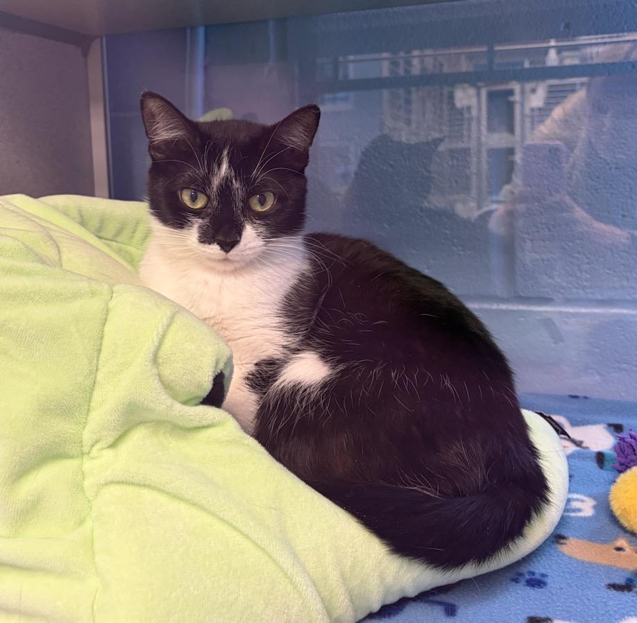 Enlarge Hadlee, a Adopted mixed breed in Liverpool, NY image 1/5