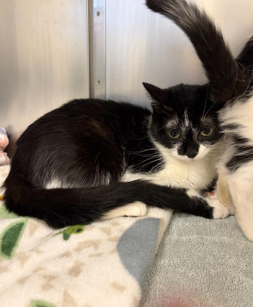 Enlarge Hadlee, a Adopted mixed breed in Liverpool, NY image 2/5