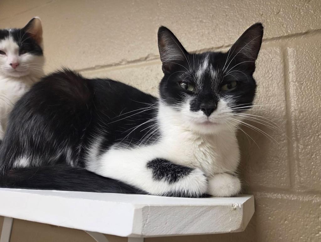 Enlarge Hadlee, a Adopted mixed breed in Liverpool, NY image 3/5