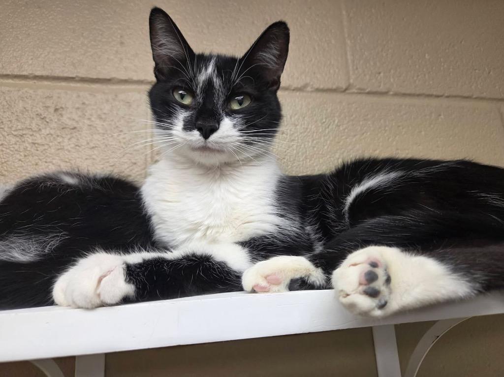 Enlarge Hadlee, a Adopted mixed breed in Liverpool, NY image 4/5