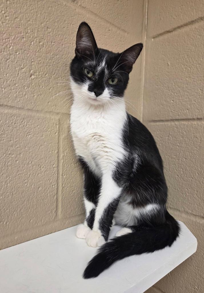 Enlarge Hadlee, a Adopted mixed breed in Liverpool, NY image 5/5