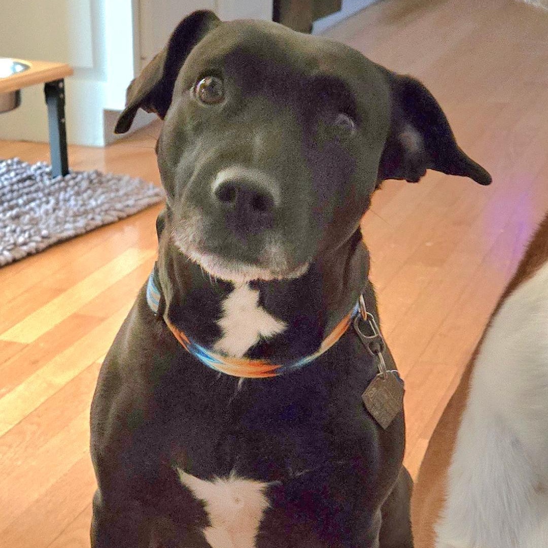 CICI, Adoptable, Adult Female Terrier & Patterdale Terrier / Fell Terrier.