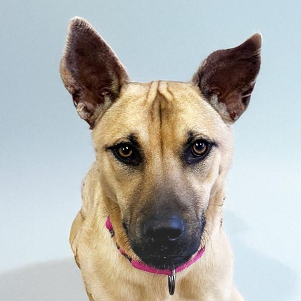 Canyon, Young Female Shepherd