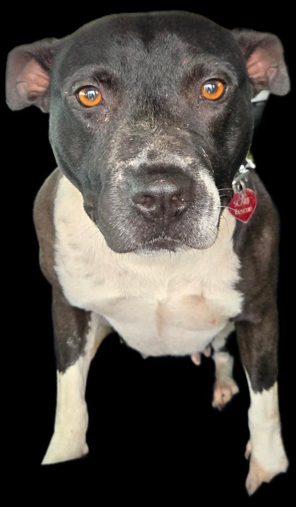 Magnolia, Adoptable, Adult Female Pit Bull Terrier & Mixed Breed.