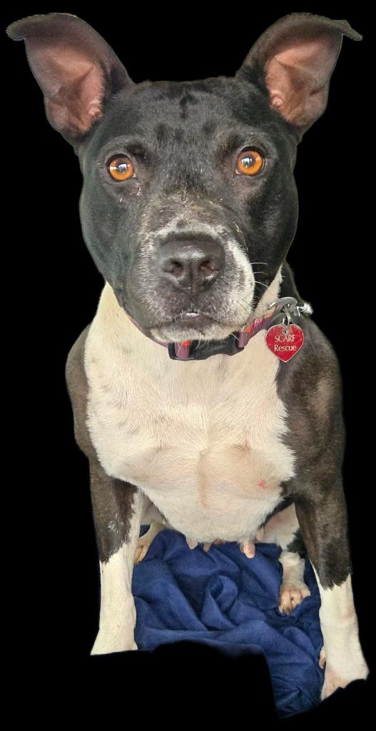 Enlarge Magnolia, a Adoptable mixed breed in Junction, TX image 3/4