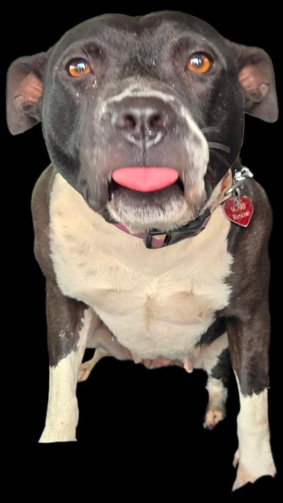 Enlarge Magnolia, a Adoptable mixed breed in Junction, TX image 4/4