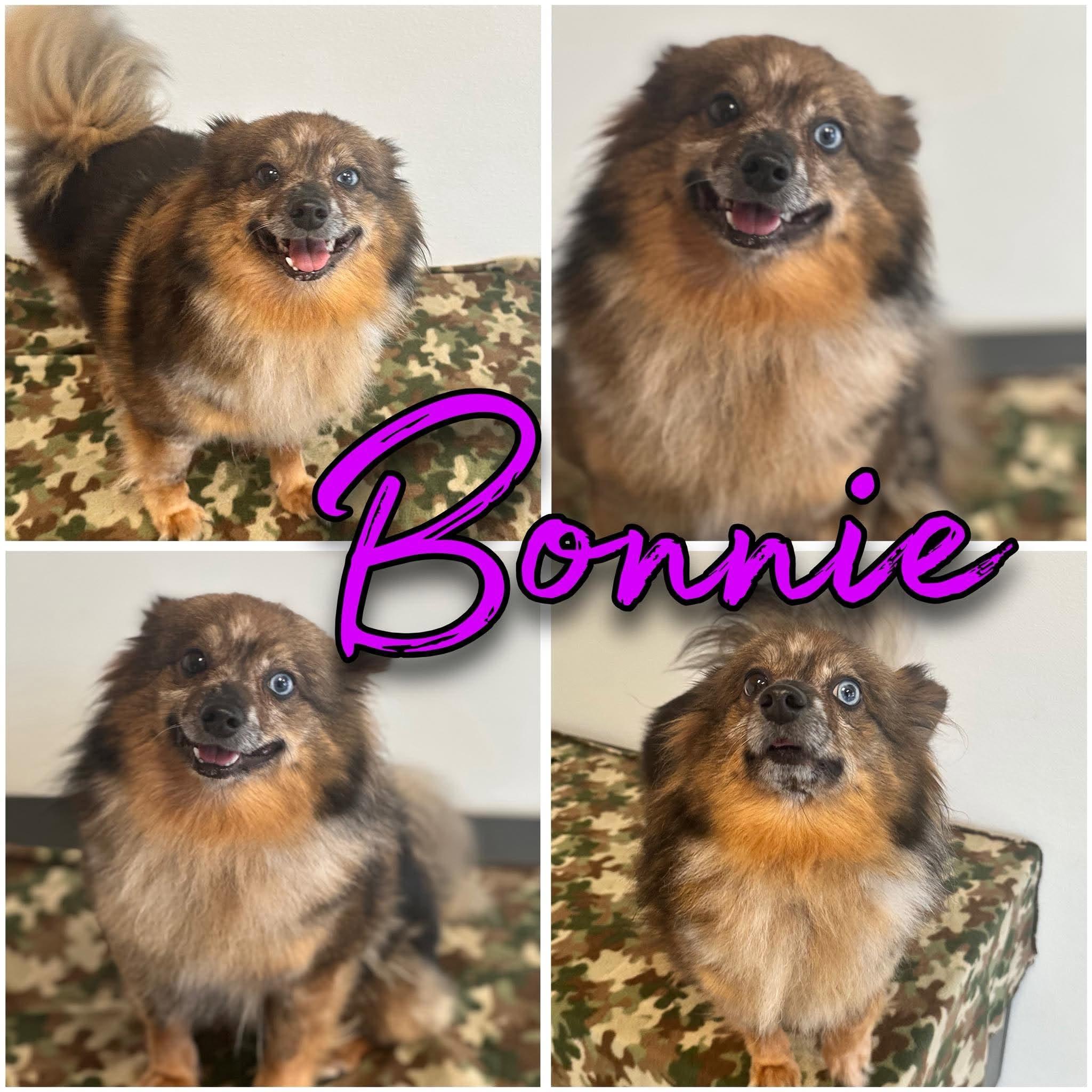 Bonnie, Adoptable, Adult Female Pomeranian.