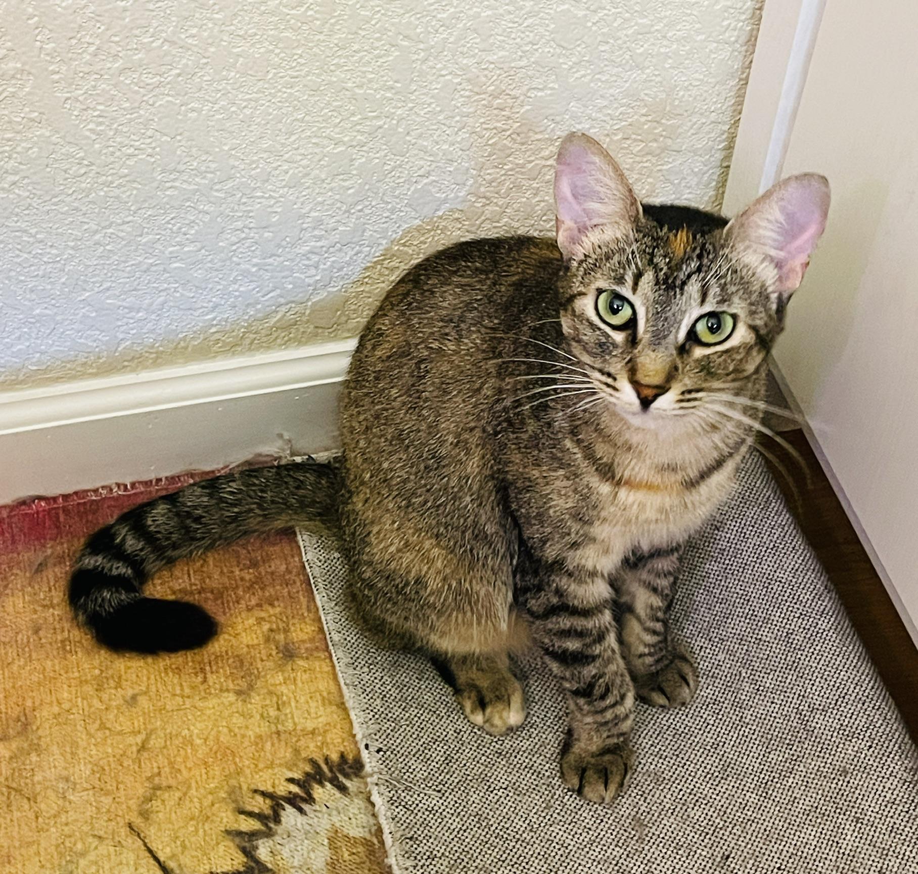 Indie Star (Text or call Maia (maya) 928-282-2604), an adoptable Domestic Short Hair in Sedona, AZ, 86336 | Photo Image 3
