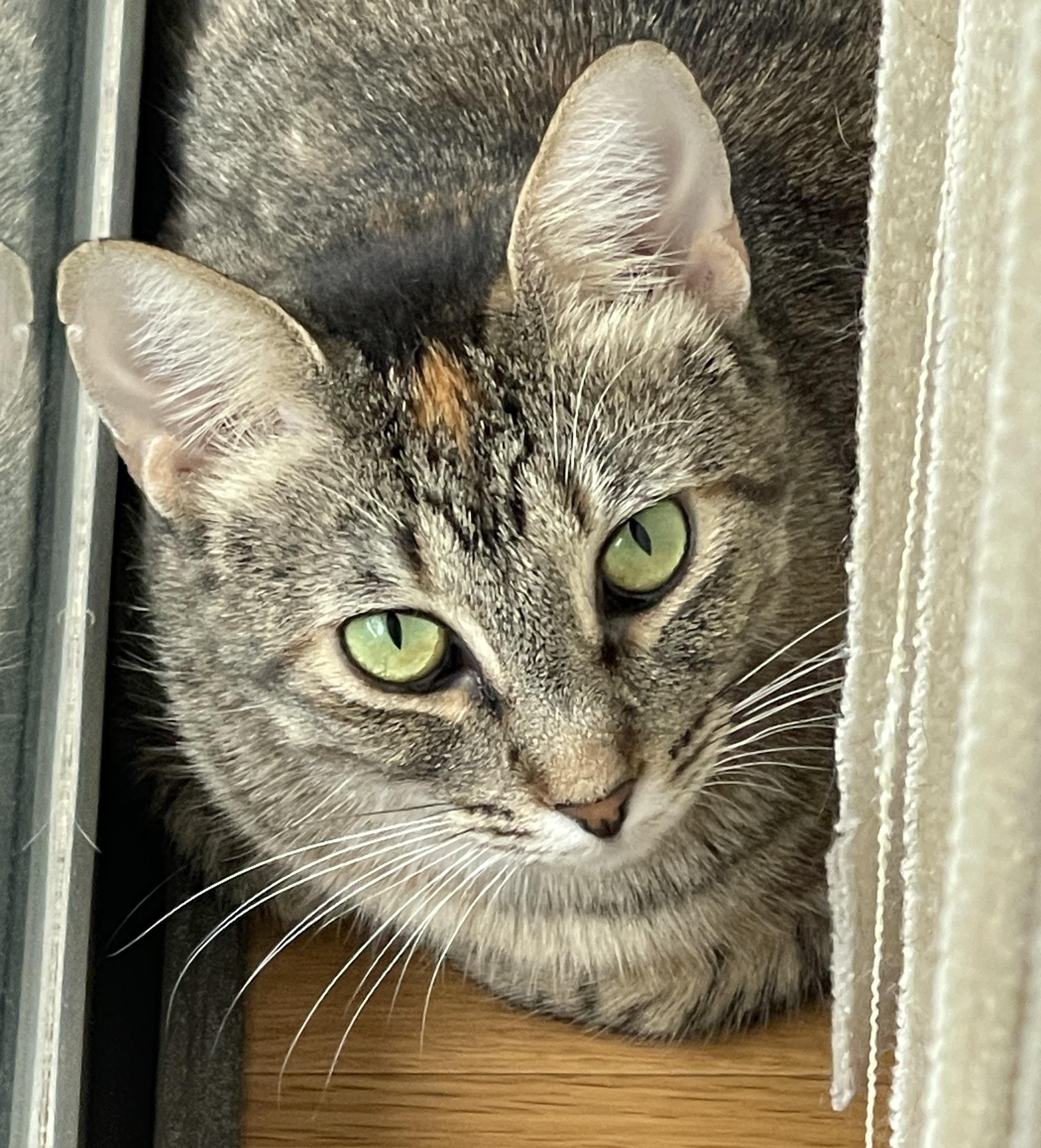 Indie Star (Text or call Maia (maya) 928-282-2604), a Adoptable Domestic Short Hair in Sedona, AZ image 1/6