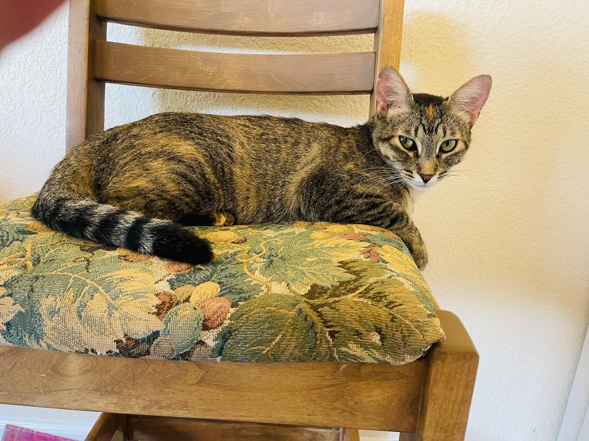 Indie Star (Text or call Maia (maya) 928-282-2604), a Adoptable Domestic Short Hair in Sedona, AZ image 3/6
