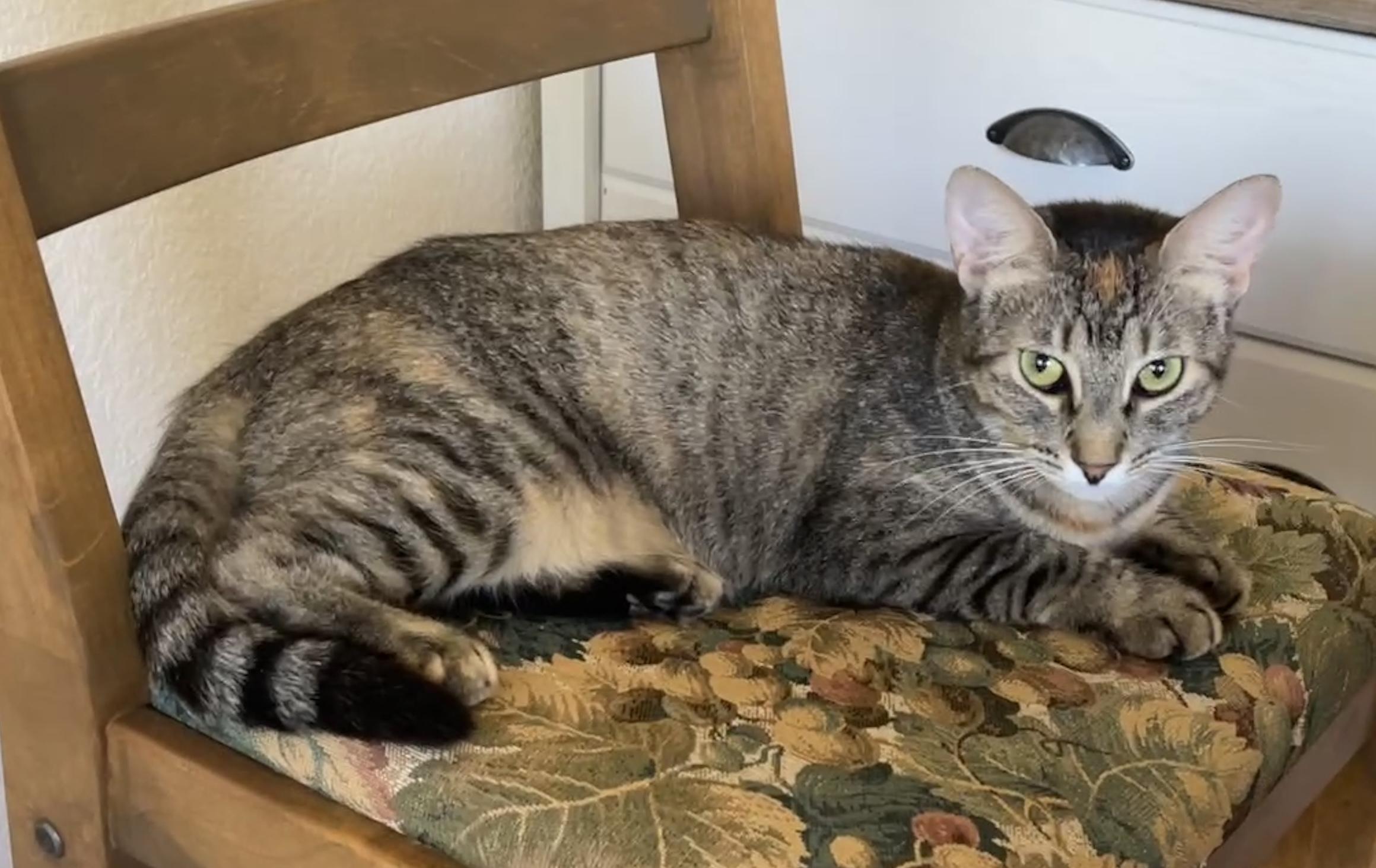 Indie Star (Text or call Maia (maya) 928-282-2604), a Adoptable Domestic Short Hair in Sedona, AZ image 4/6