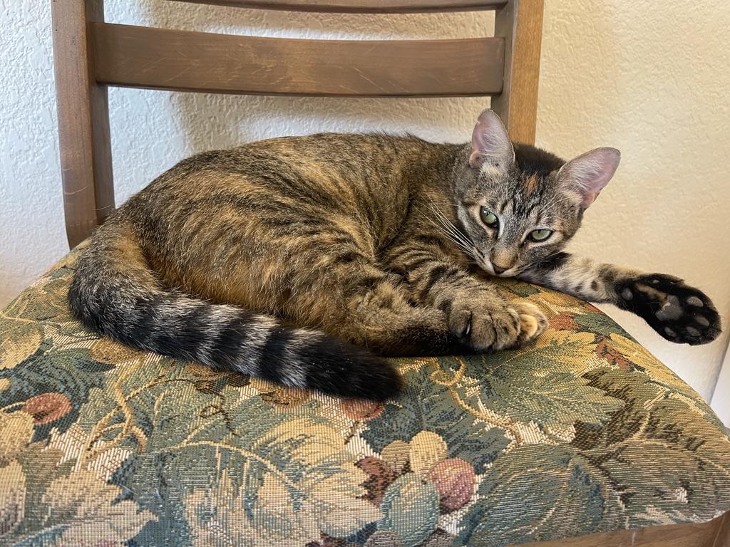 Indie Star (Text or call Maia (maya) 928-282-2604), a Adoptable Domestic Short Hair in Sedona, AZ image 5/6