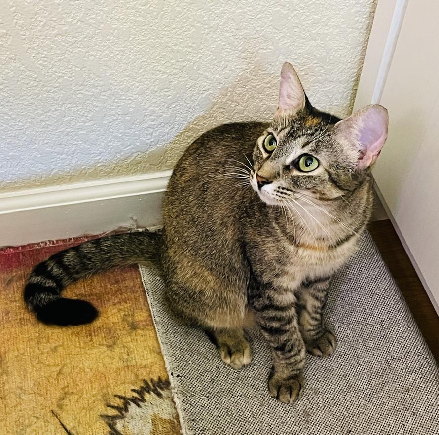 Indie Star (Text or call Maia (maya) 928-282-2604), an adoptable Domestic Short Hair in Sedona, AZ, 86336 | Photo Image 5