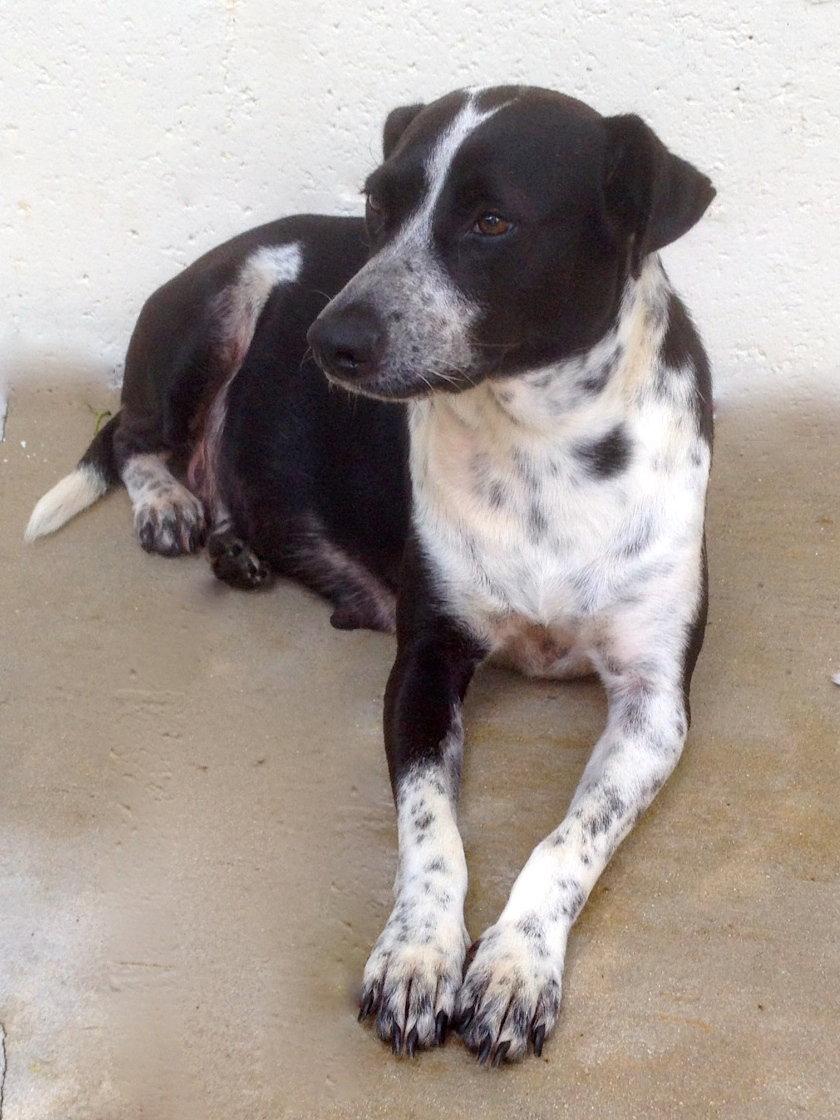 Enlarge Starr, a Adopted Border Terrier in Pompano Beach, FL image 1/1