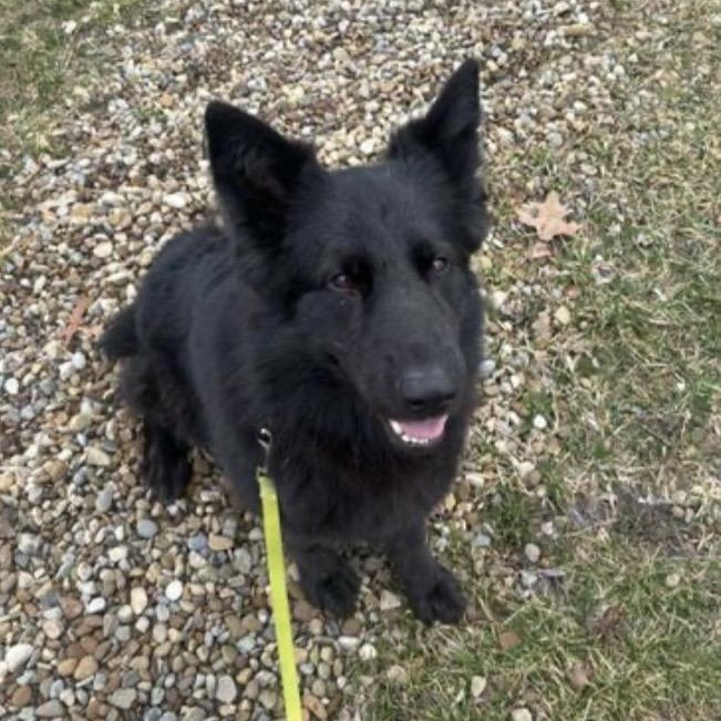 Harley — thumbnail 2