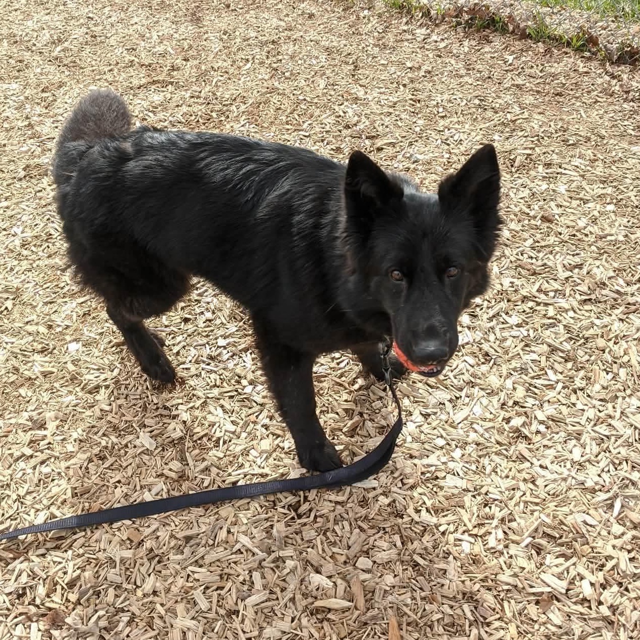 Harley — thumbnail 3